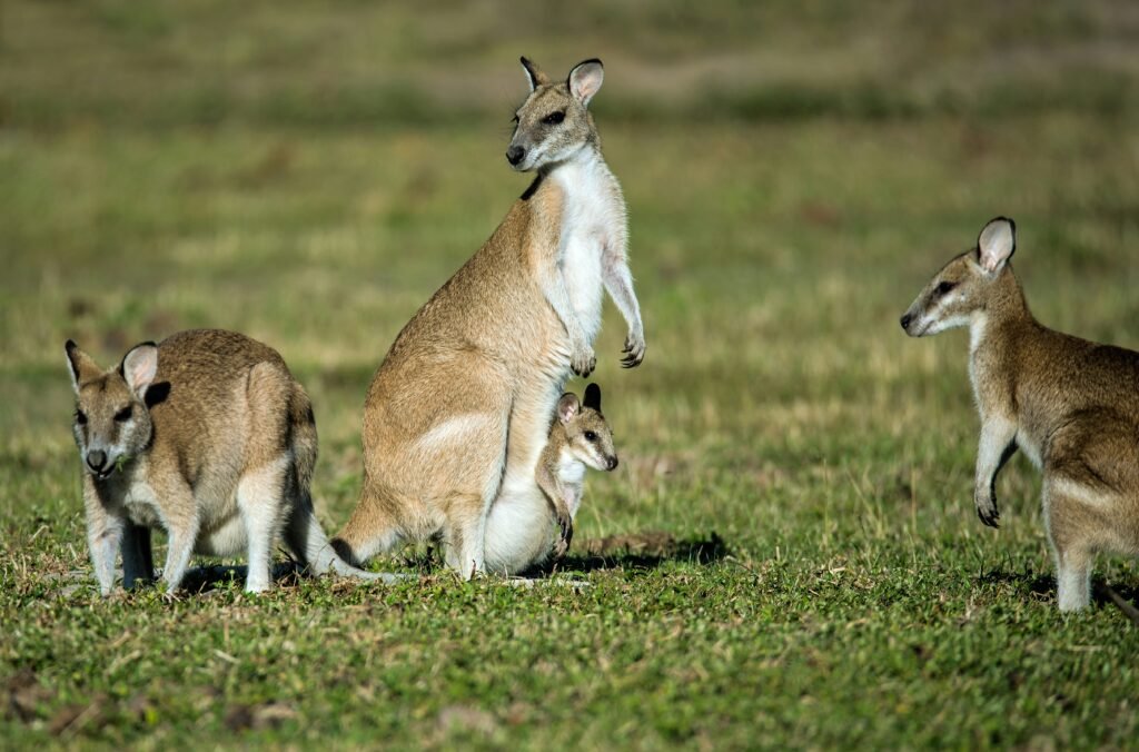 Australia Kangaroo 